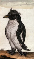 Zoologische Tafel, die einen Diomedea-Vogel aus der Albatros-Familie darstellt. Gravur aus dem 18. Jahrhundert