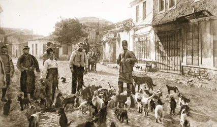 Die Freundlichkeit eines Türken gegenüber „der harmlosen, notwendigen Katze“: Fütterung heimatloser Kätzchen in Chanak nach dem Bombardement, aus „The Illustrated War News“
