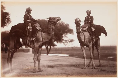 Kamelreiter im Delhi Übungslager