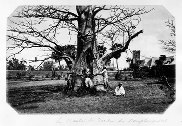 Der Baobab im Garten der Grapefruit, Mauritius