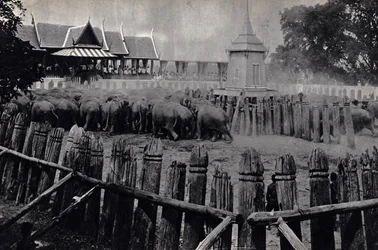 Die königlichen Elefanten von Bangkok
