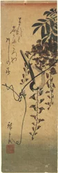(Vogel auf einem Glyzinienzweig)