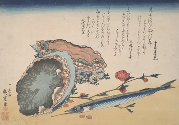 Abalone, Halbschnabel und Pfirsichblüte