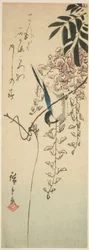 Vogel auf Glyzinie