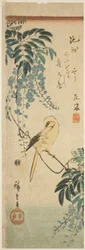 Kanarienvogel und Glyzinien
