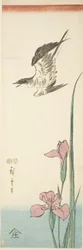 Kuckuck und Iris