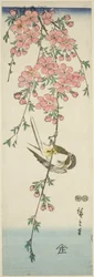 Kohlmeise und Kirschblüten