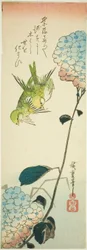 Grüne Vögel und Hortensien