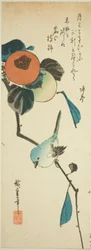 Japanische Weißaugen und Kakis