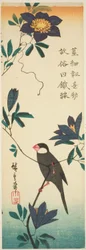 Java-Spatz und Clematis