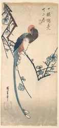 Langschwänziger Vogel
