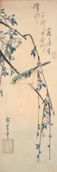 Blauschwanz auf einem Kirschzweig