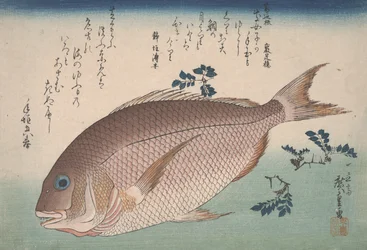Meerbrasse und Sansho-Pfeffer