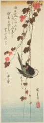 Weißköpfiger Vogel und Efeu