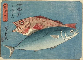 Gelbschwanz und Felsenfisch, 1830-1844