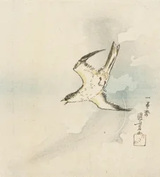 Japanischer Kuckuck