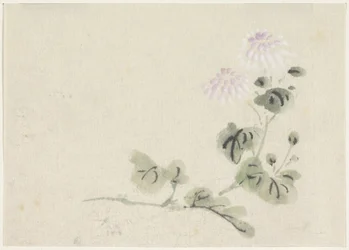 Lila-weiße Chrysanthemen