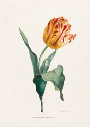 Antiker Tulpendruck von Valentine Bartholomew