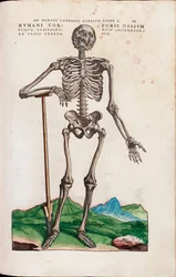 Humani Corporis Ossium, Illustration aus "De Humani Corporis Fabrica Libri Septem" von Andreas Vesalius