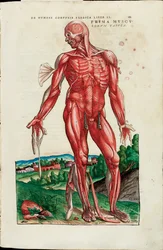 Prima Musculorum Tabula, Illustration aus "De Humani Corporis Fabrica Libri Septem" von Andreas Vesalius