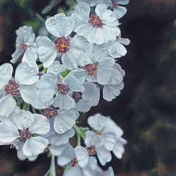Taugeküsste weiße Blumen
