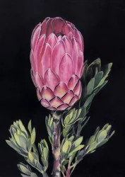 Exotische rosa Protea