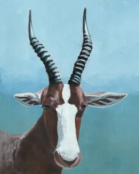 Gemaltes Blesbok-Blick