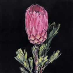 Auffällige rosa Protea