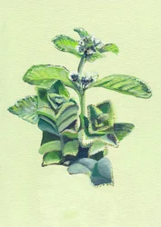 Lebendige grüne Botanicals