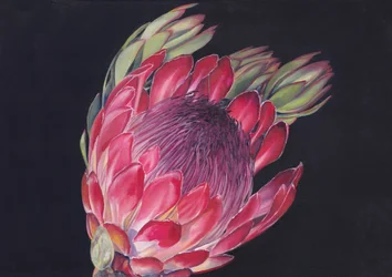 Lebendige König-Protea