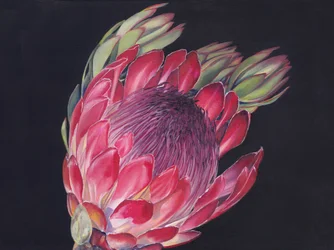 Lebendige König-Protea
