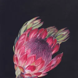 Lebendige rosa Protea