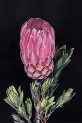 Lebendige rosa Protea