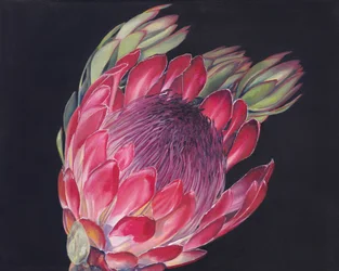 Lebendige Protea-Blüte