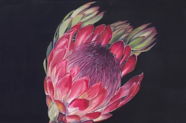 Lebendige Protea-Blüte