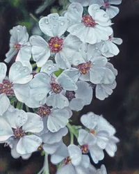 Weiße Blumen mit Tautropfen