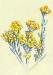 Gelbe Immortellenblüten