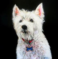 Charmantes Westie-Porträt