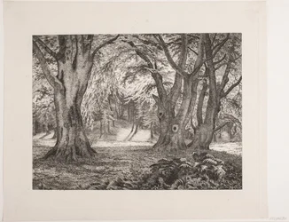 Das Innere eines Waldes