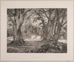 Das Innere eines Waldes