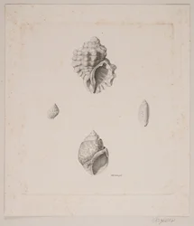 Vier Muscheln