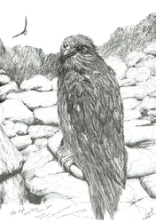Adler der Highlands