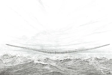 Sturmerschaffer Cape Leveque, 2023