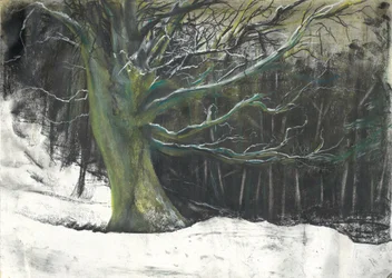 Baum im Winterschnee in Osmotherley Wäldern