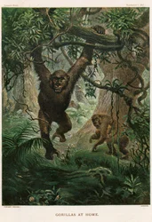 Gorillas zu Hause
