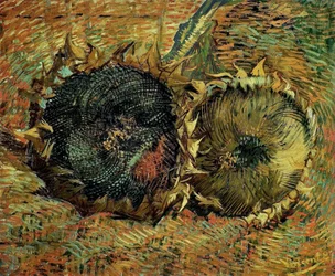 Zwei geschnittene Sonnenblumen