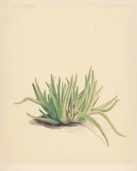 Eiskraut (Titel auf Objekt)
