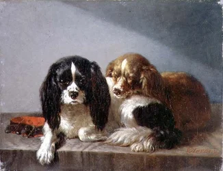 King-Charles-Spaniels