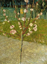 Blühender Mandelbaum