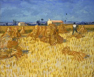 Ernte in der Provence